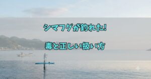 シマフグが釣れた!毒と正しい扱い方